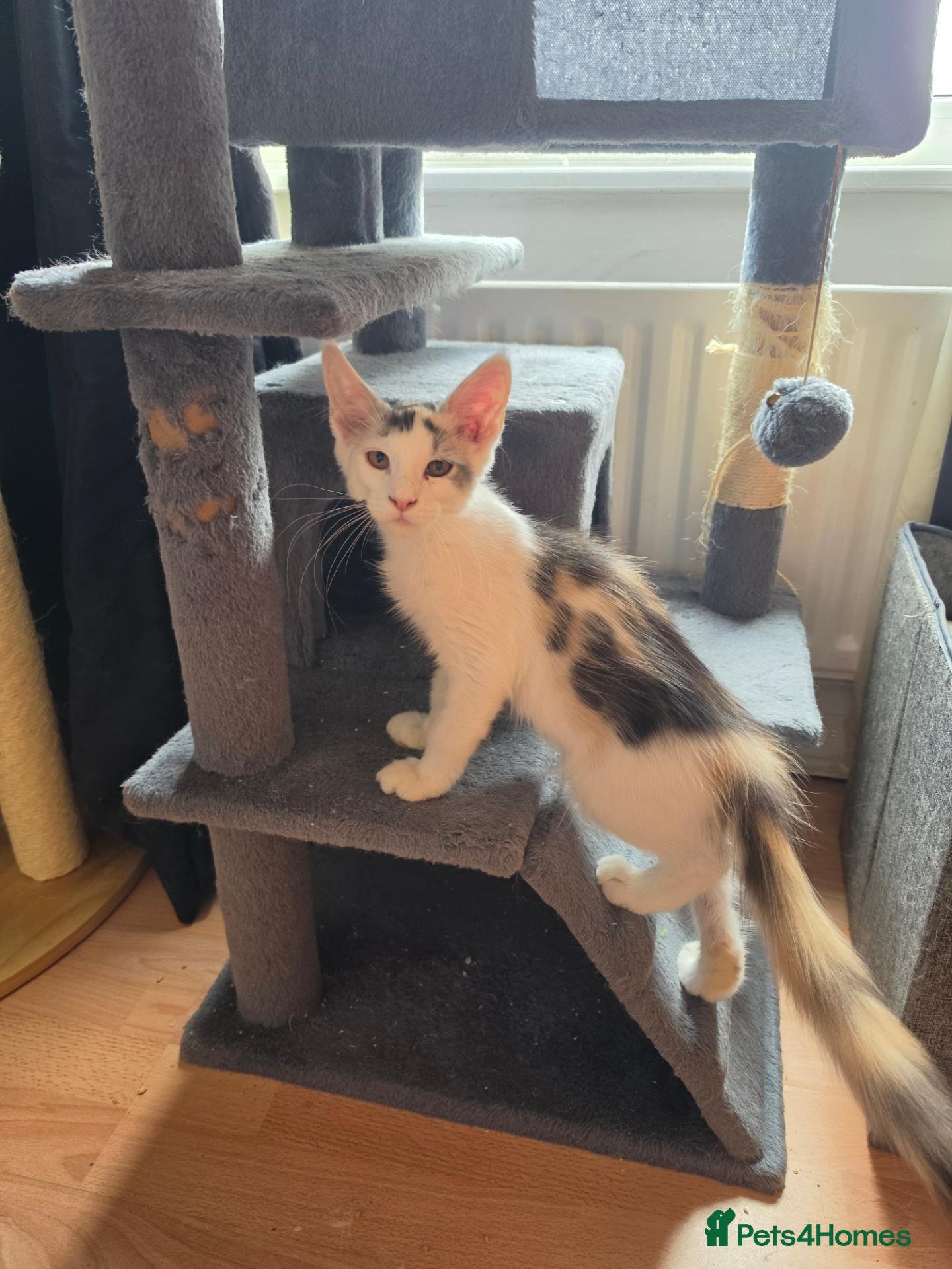 Maine Coon cats TICA REGISTERED STUNNING KITTENS  - Advert 6