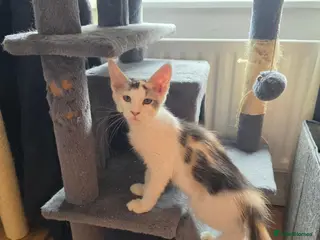 Maine Coon cats TICA REGISTERED STUNNING KITTENS - Advert 6