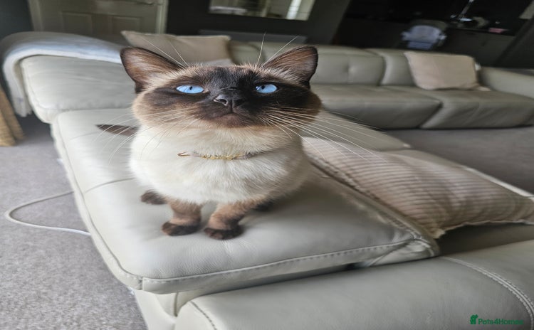 Ragdoll cats - Advert 7