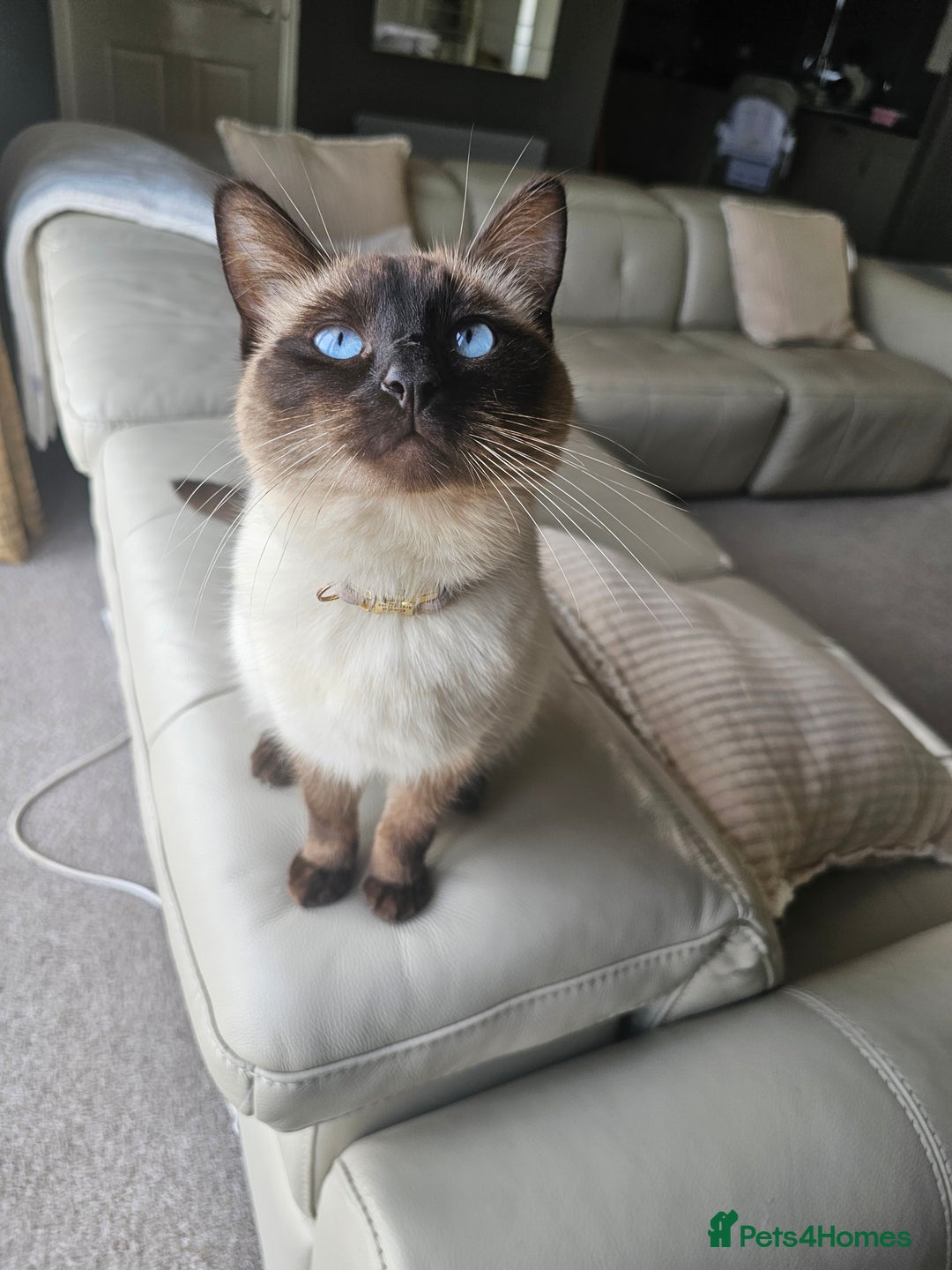 Ragdoll cats for sale: Beautiful female cat - Image 1