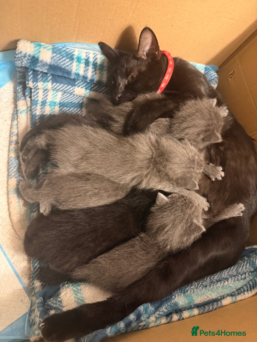 Ragdoll cats for sale: 6 Beautiful Ragdoll cross Domestic shorthair - Advert 10