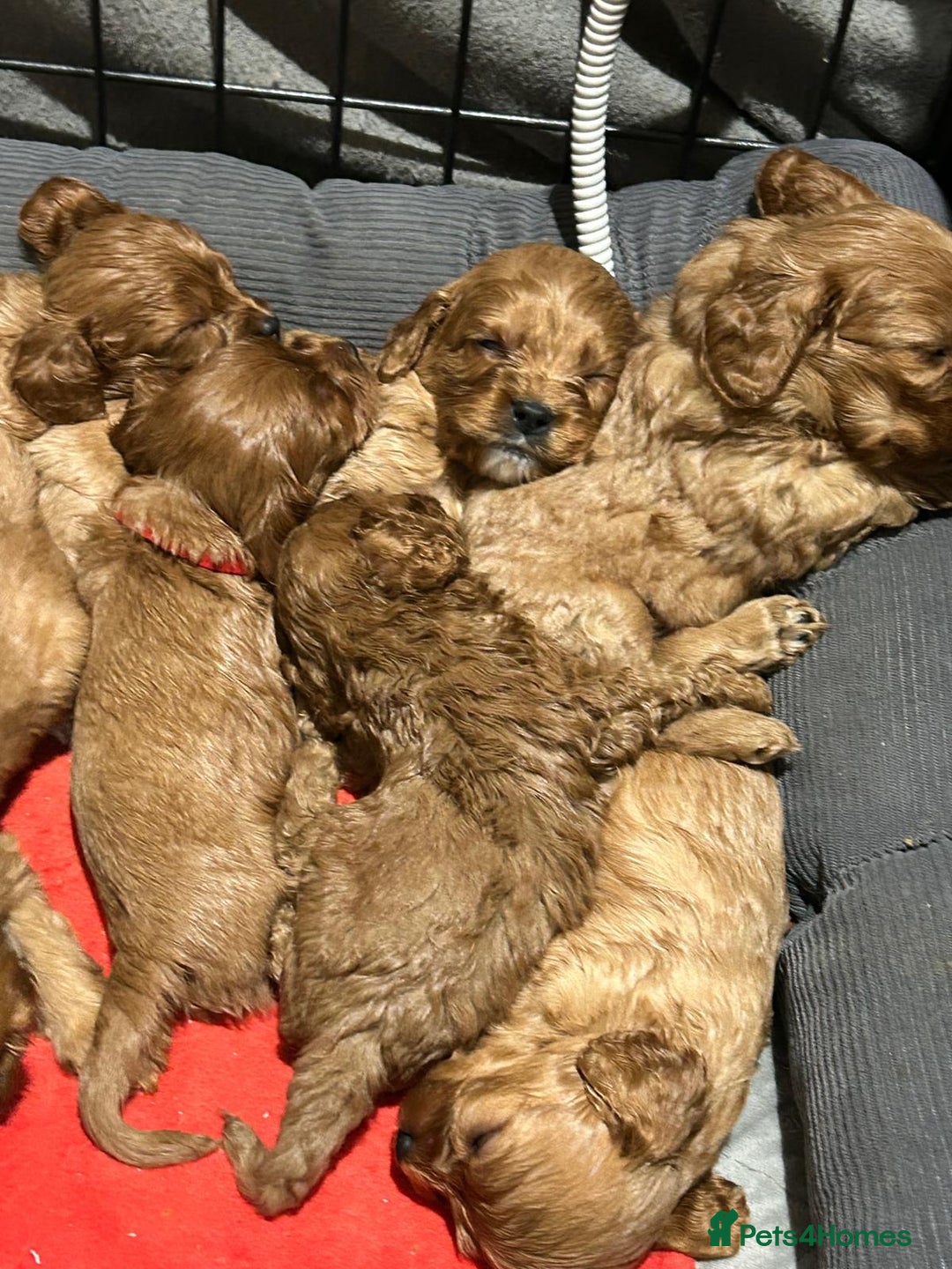 Cavapoo dogs for stud: PROVEN F1 Red Cavapoo stud-DNA Fully health tested - Advert 22