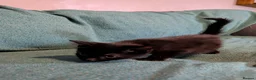 Mixed Breed cats for sale: 7 adorable kittens for sale £80-£100  - Advert 11