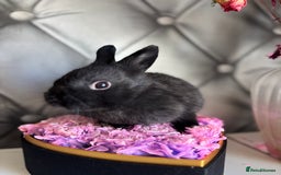 Netherland Dwarf rabbits for sale: 3month old babies Netherland dwarfs 5* homes - Image 13