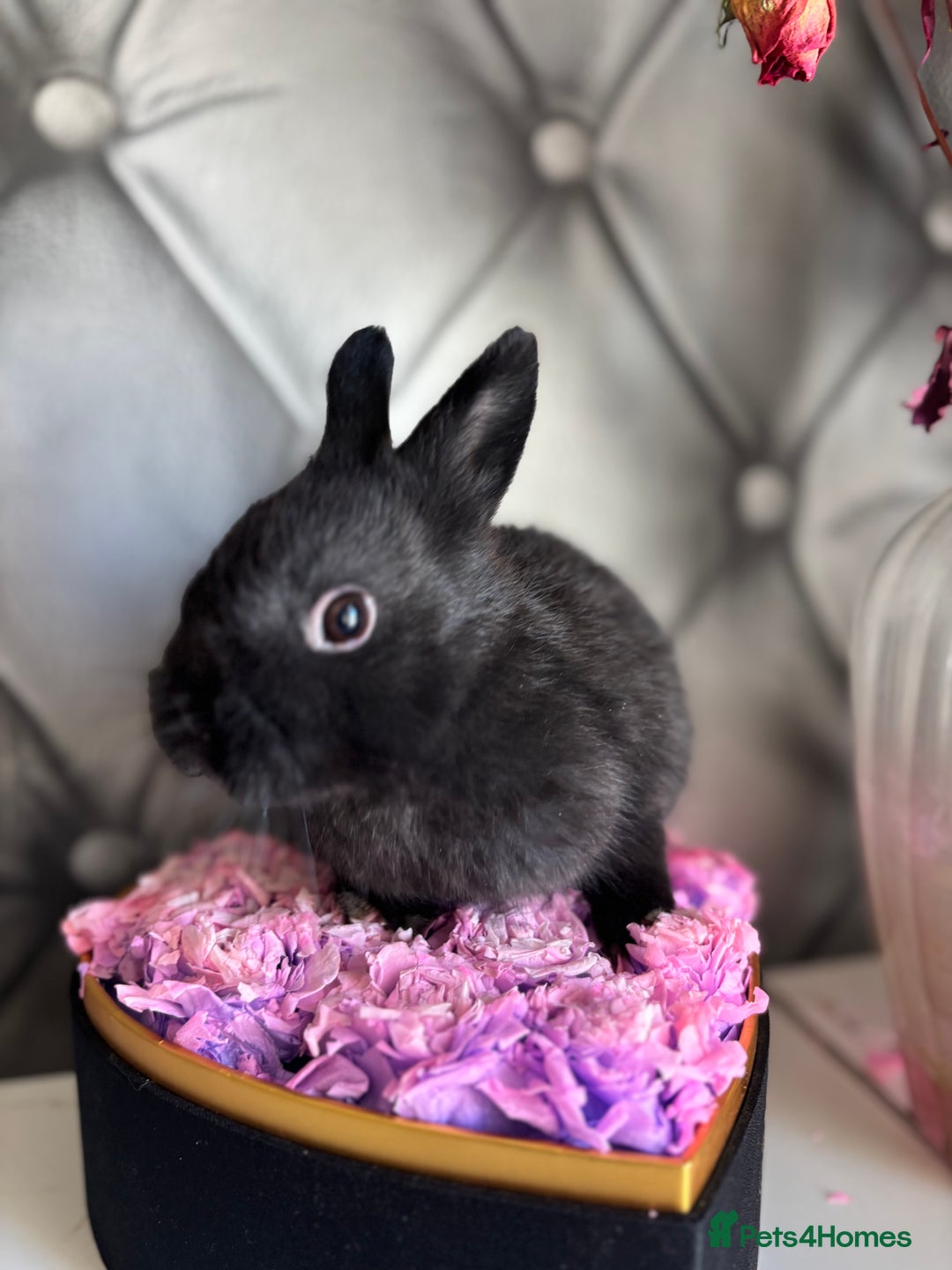 Netherland Dwarf rabbits for sale: 3month old babies Netherland dwarfs 5* homes - Image 13