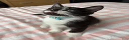 Mixed Breed cats for sale: 2 Male and 2Female kittens  in Hayes - Advert 8