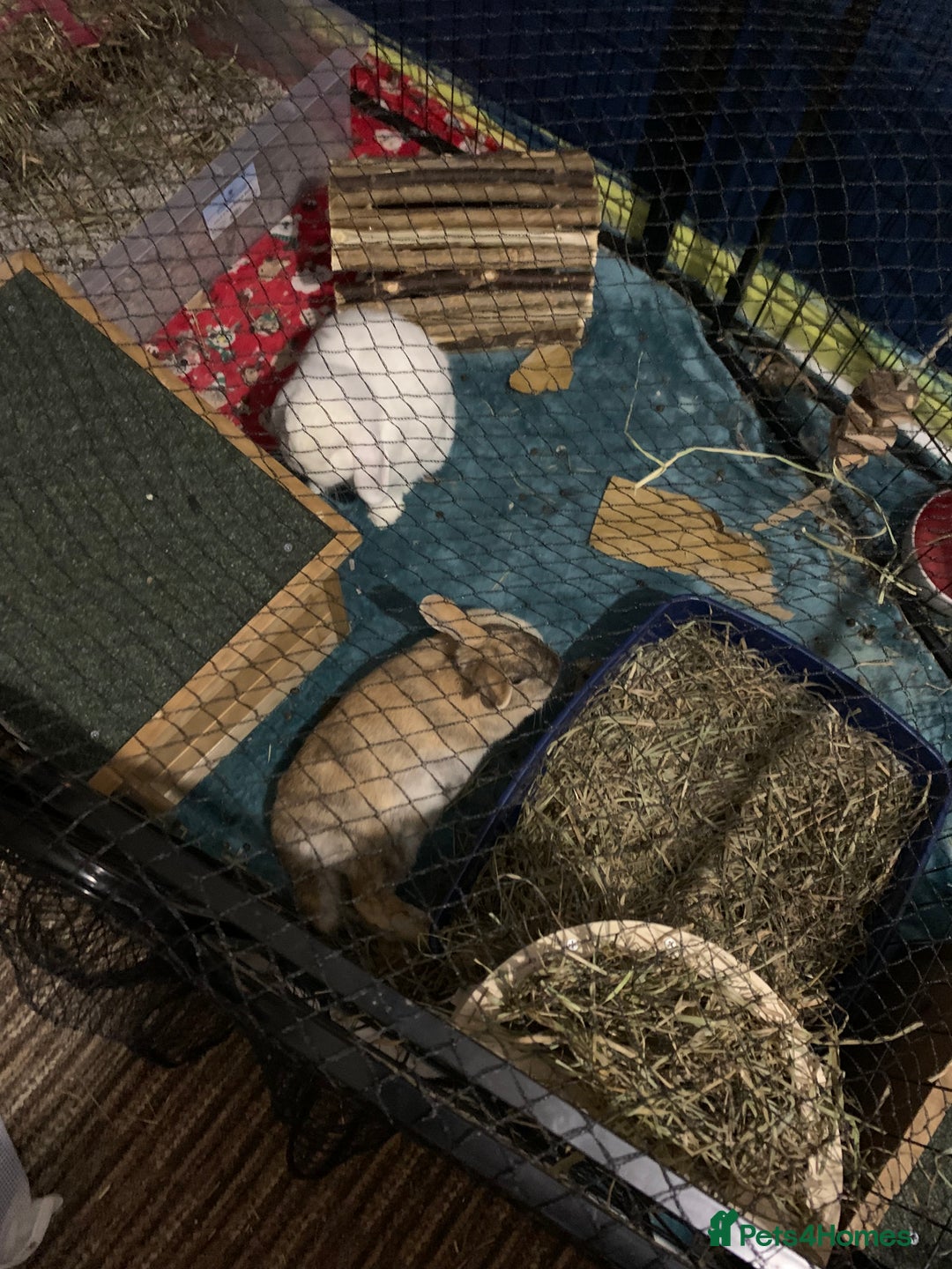 Mini Lop rabbits for sale: Piglet, Stanley and freddy - Advert 9