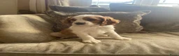 Cavapoo dogs for sale: Cavapoo puppies  - Advert 13