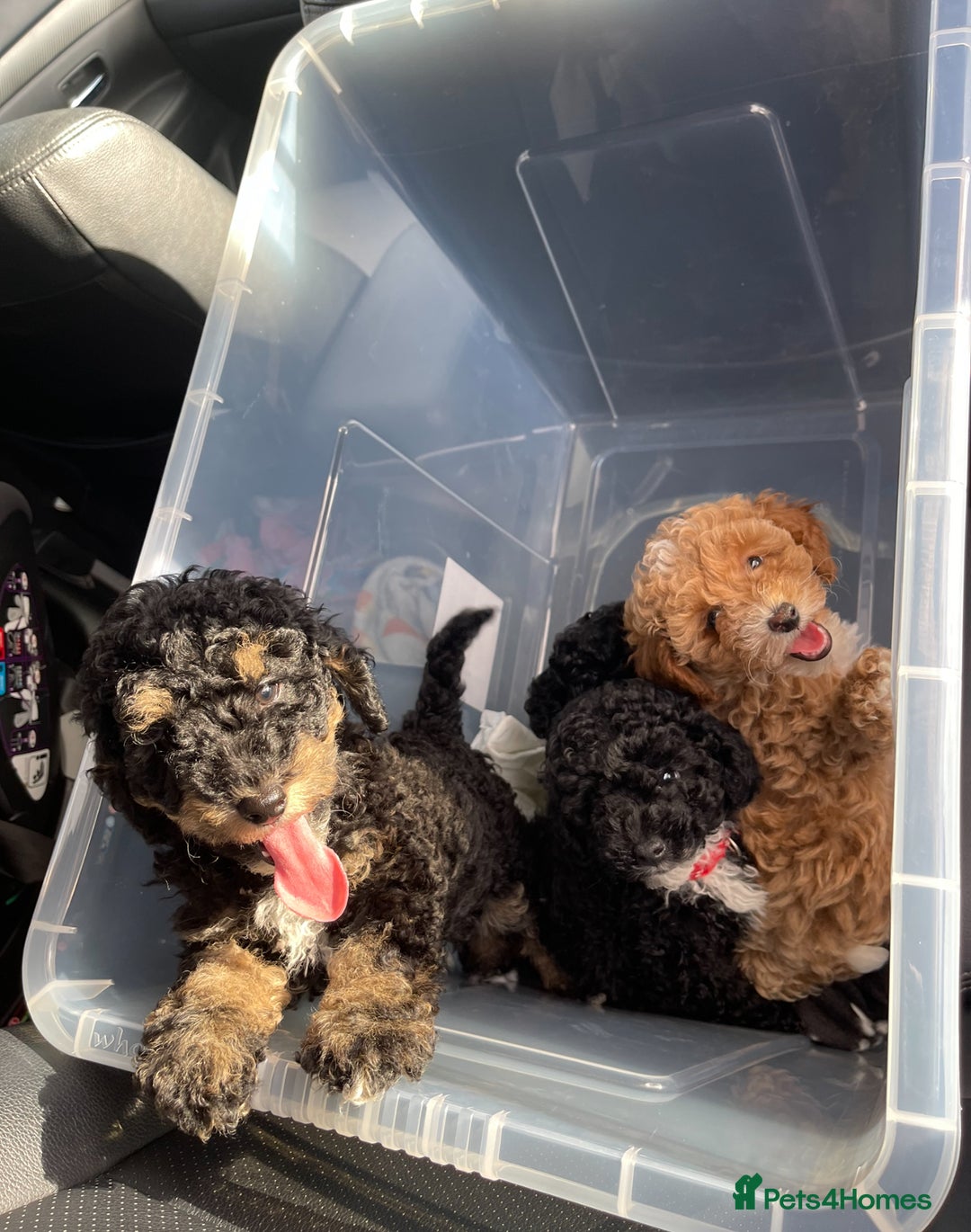 Toy Poodle dogs for sale: Toy poodle puppy  - Image 3