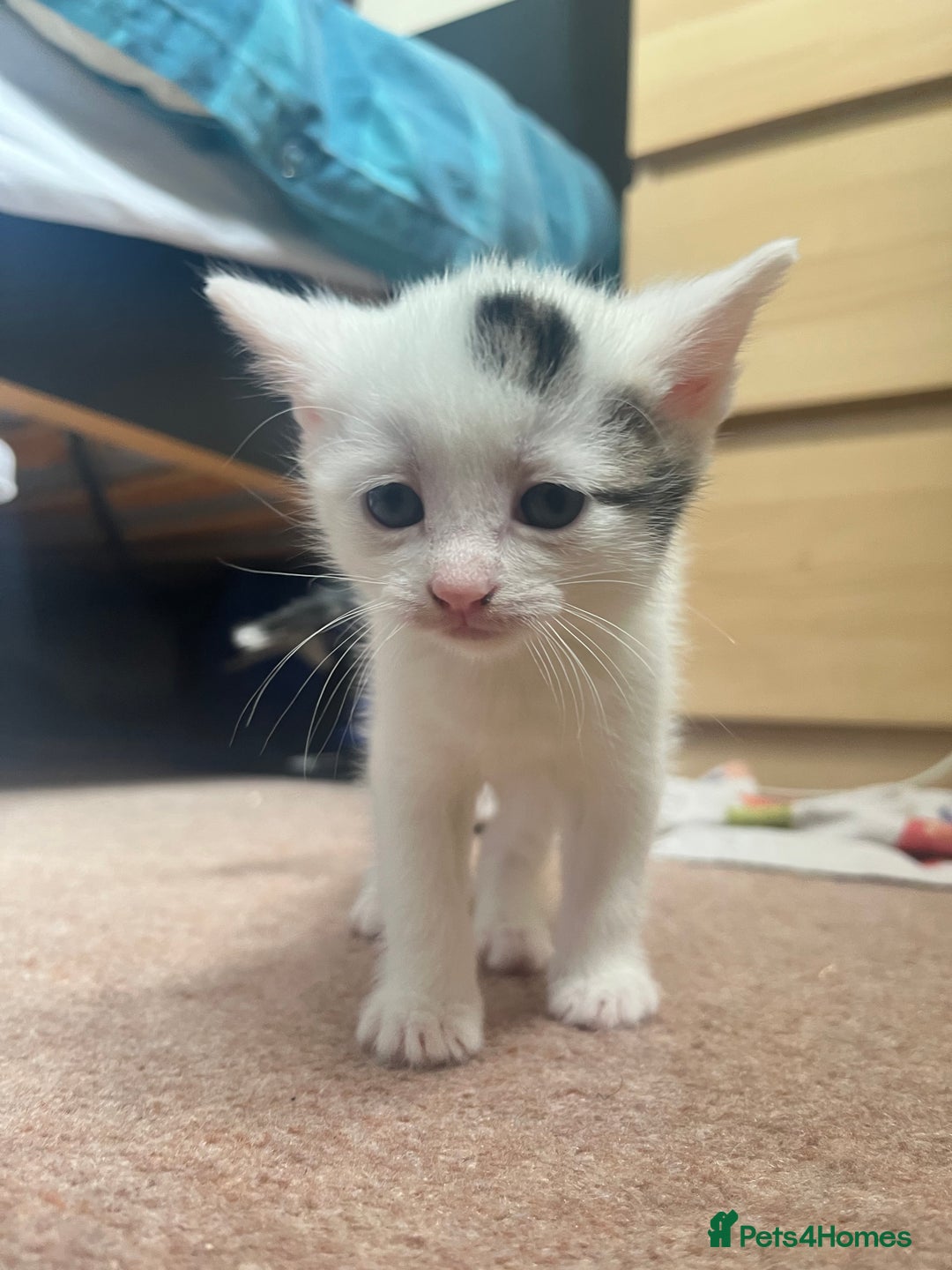 Mixed Breed cats for sale: Sweetest 5 kittens  - Image 10