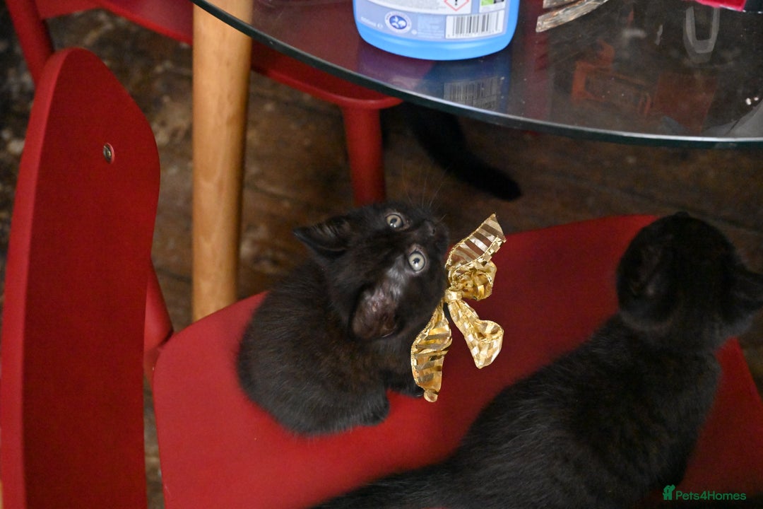 British Shorthair cats for sale: British Shorthair x Persian Kittens Available Now! - Advert 30