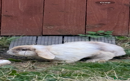 Mini Lop rabbits for sale: Mini lop free to good home  - Image 1