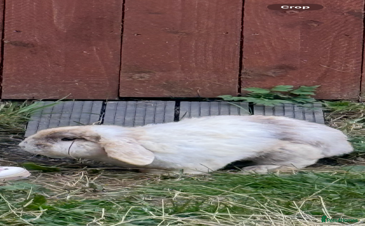 Mini Lop rabbits - Advert 1