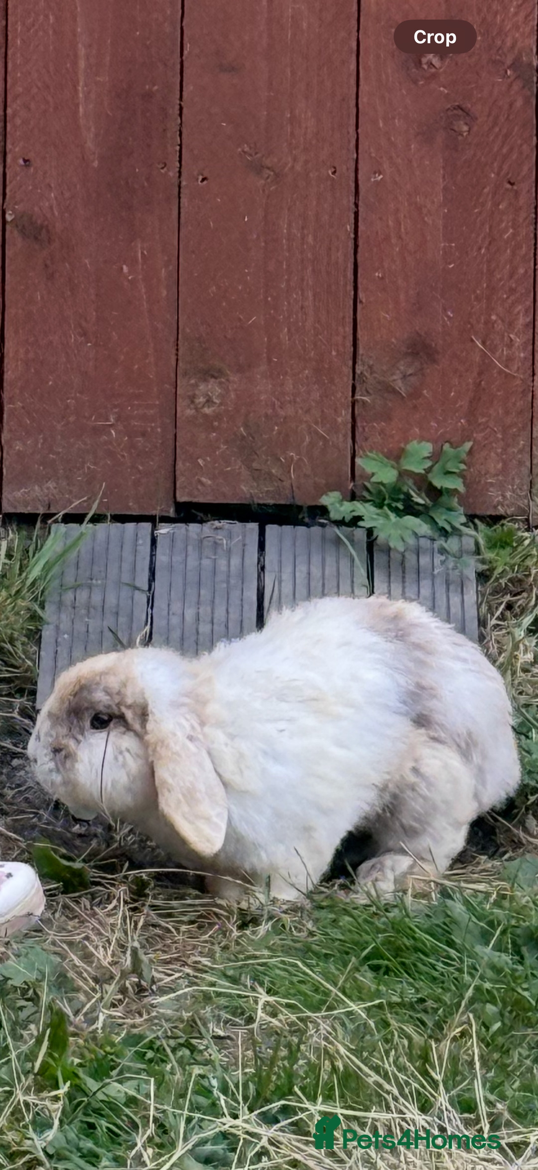 Mini Lop rabbits for sale: Mini lop free to good home  - Image 1