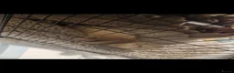Ferret rodents for sale: Trio of Ferrets - Advert 1
