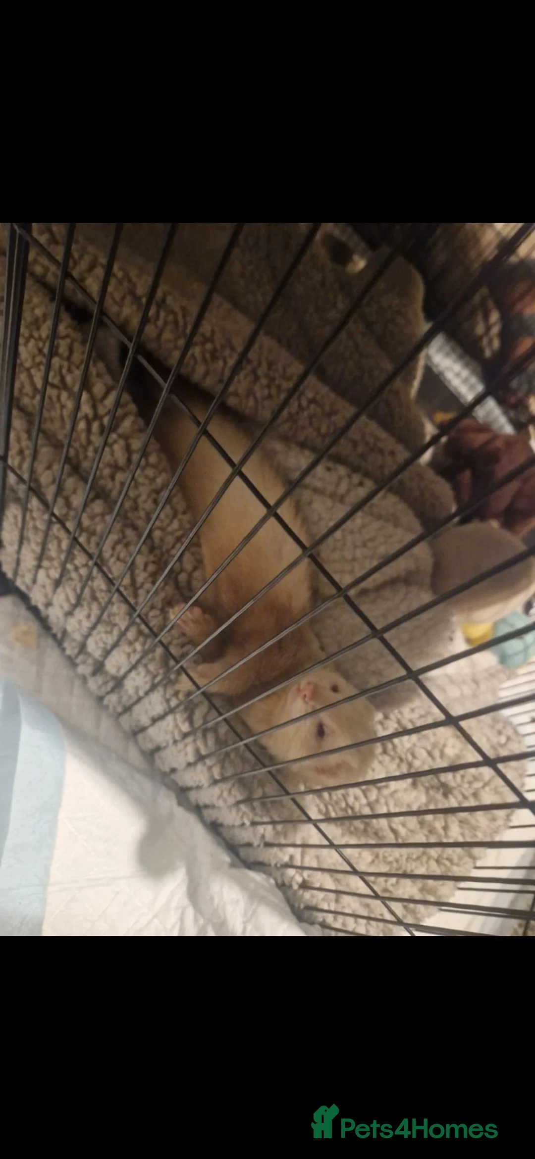 Ferret rodents for sale: Trio of Ferrets - Advert 1