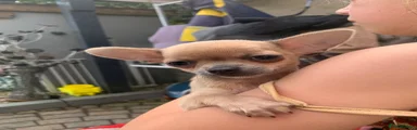 Chihuahua 4