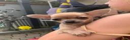 Chihuahua dogs for sale: Litter of chihuahua puppies ready to leave now  in Shipley - Advert 4