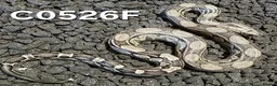 Boa Snake reptiles for sale: Arctic & Anery het Sharp boas - Advert 4