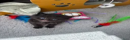 Mixed Breed cats for sale: Beautiful playful kittens £100 - £250 - Advert 10