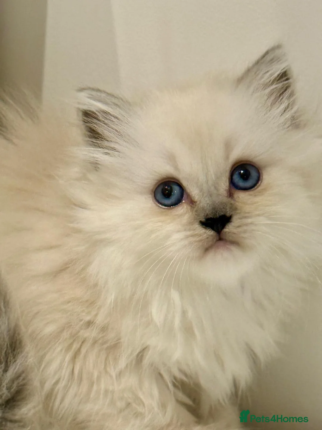 Mixed Breed cats for sale: Ragdoll x Highland Fold ONE GIRL LEFT - Advert 3
