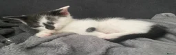 Mixed Breed cats for sale: Beautiful kittens ❤️🐈❤️🐈 - Advert 4