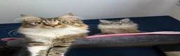 Mixed Breed cats for sale: 💜3 beautiful kittens Maine coon mix Ragdoll  🍭 - Advert 12