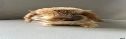 Mini Lion Lop rabbits for sale: Lion head/ mini lop baby's  - Advert 12