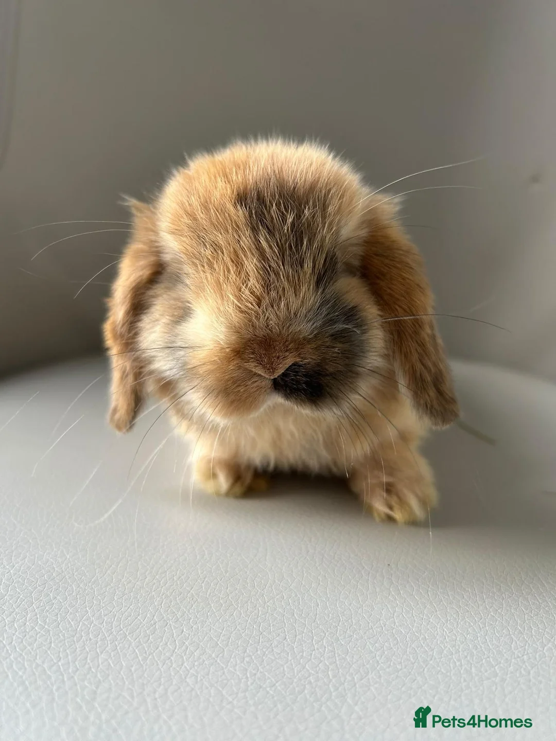 Mini Lion Lop rabbits for sale: Lion head/ mini lop baby's  - Advert 12