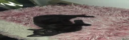 Mixed Breed cats for sale: Tabby and 2 black kittens - Advert 8