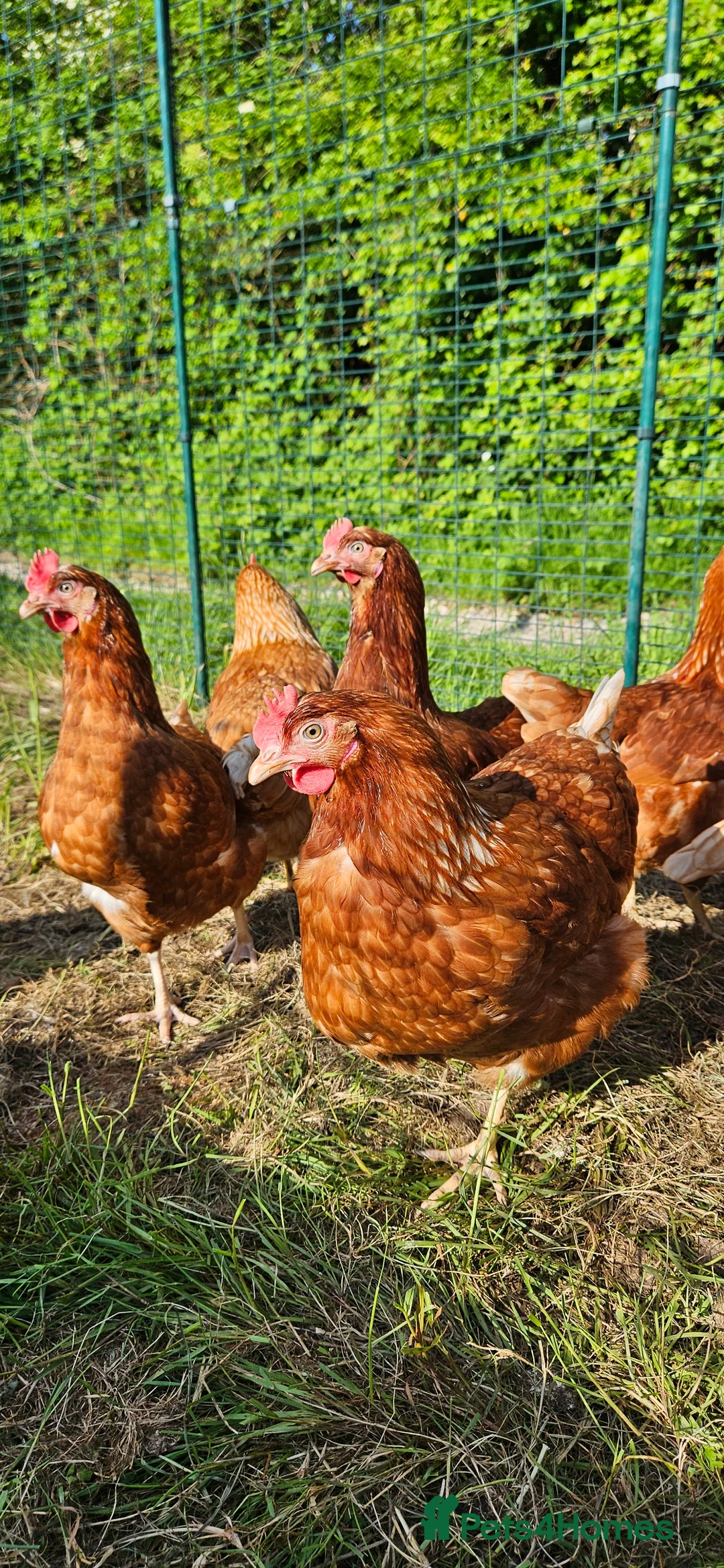Chickens poultry for sale: Warren point of lay hens chickens  in Ottery Saint Mary - Advert 1