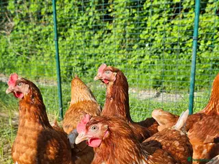 Chickens poultry Warren point of lay hens chickens in Ottery Saint Mary - Advert 6