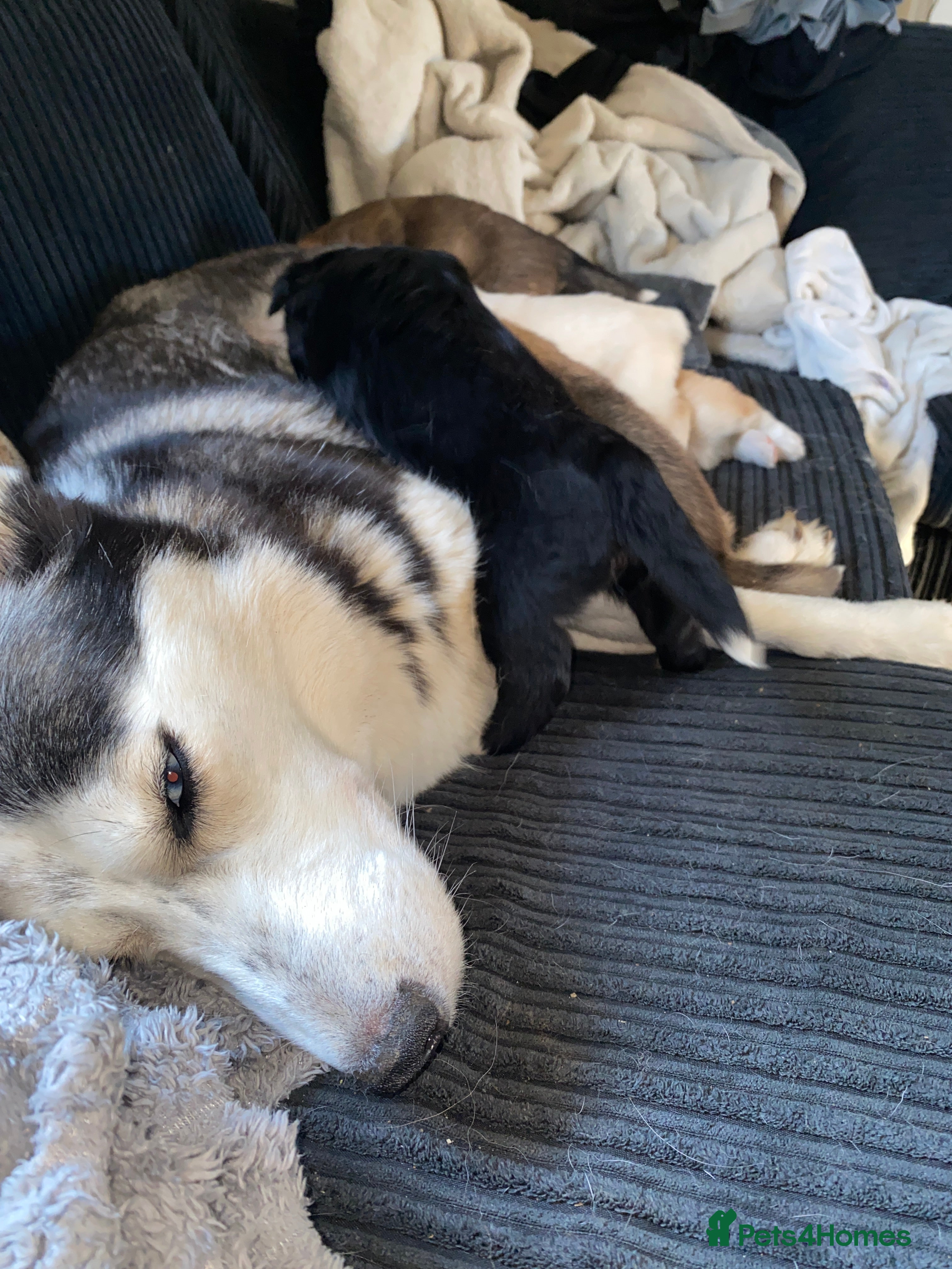 Shepsky dogs Shepsky  in Stevenage - Advert 6