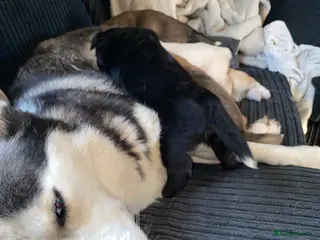 Shepsky dogs Shepsky in Stevenage - Advert 6