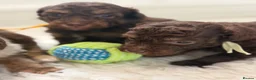 Toy Poodle dogs for sale: Fully  health tested toy poodles  - Advert 17
