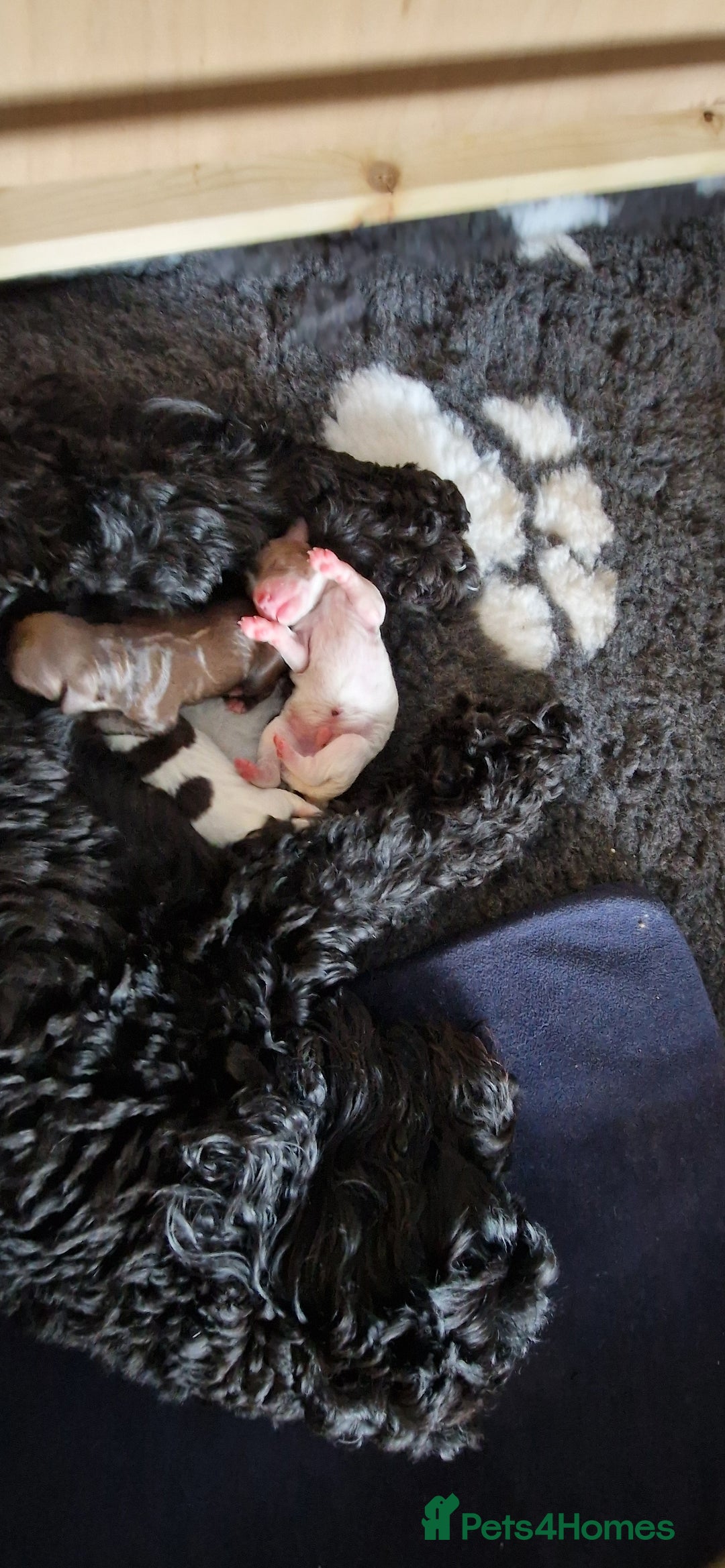 Cockapoo dogs for sale: Boy cockapoos  - Image 5