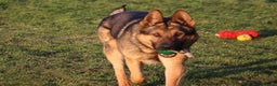 German Shepherd dogs for sale: Chewbacca the handsome gsd  - Advert 6