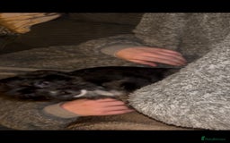 Mixed Breed dogs for sale: Very adorable Shih tzu for sale , 2 boys and 1girl - Advert 11