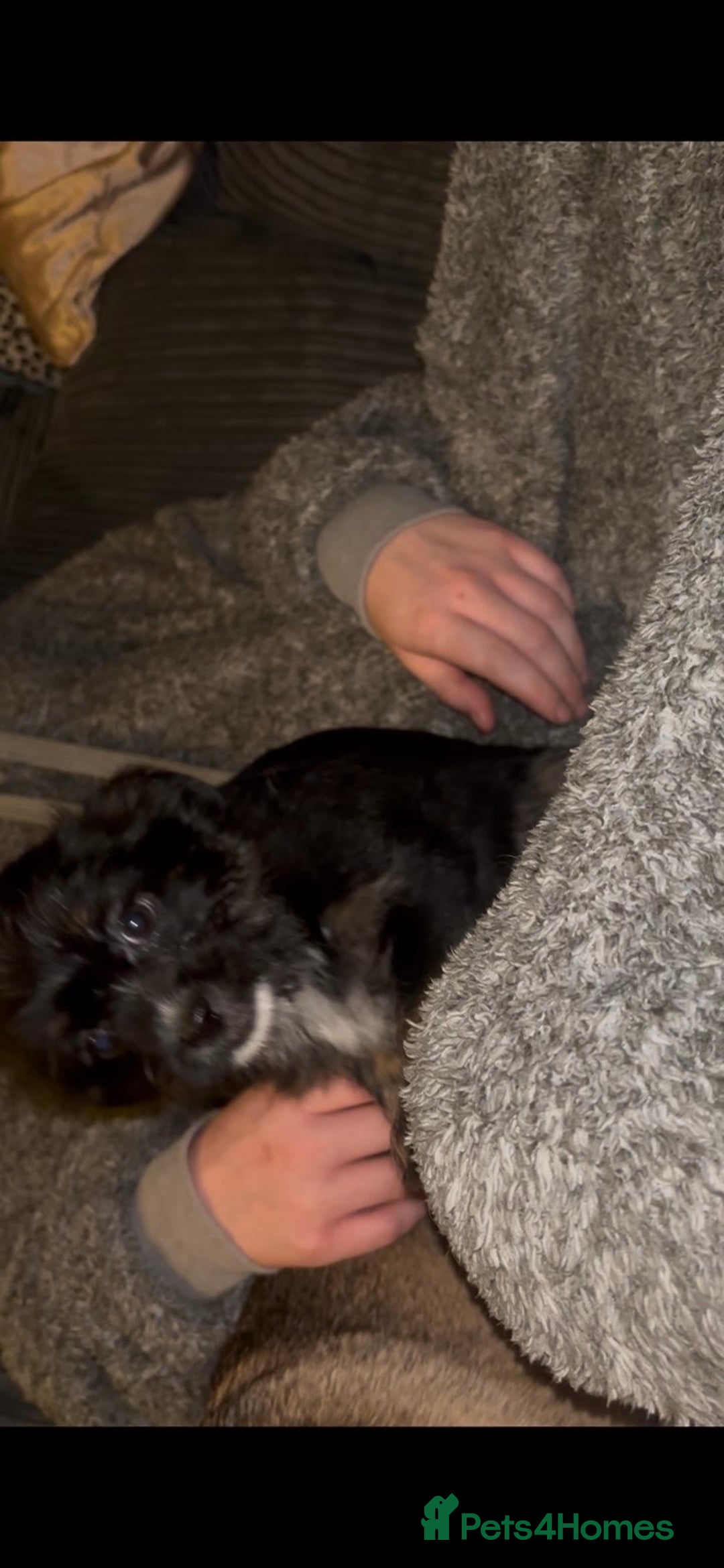 Mixed Breed dogs for sale: Very adorable Shih tzu for sale , 2 boys and 1girl - Advert 11