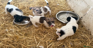 Jack Russell dogs - Advert 3