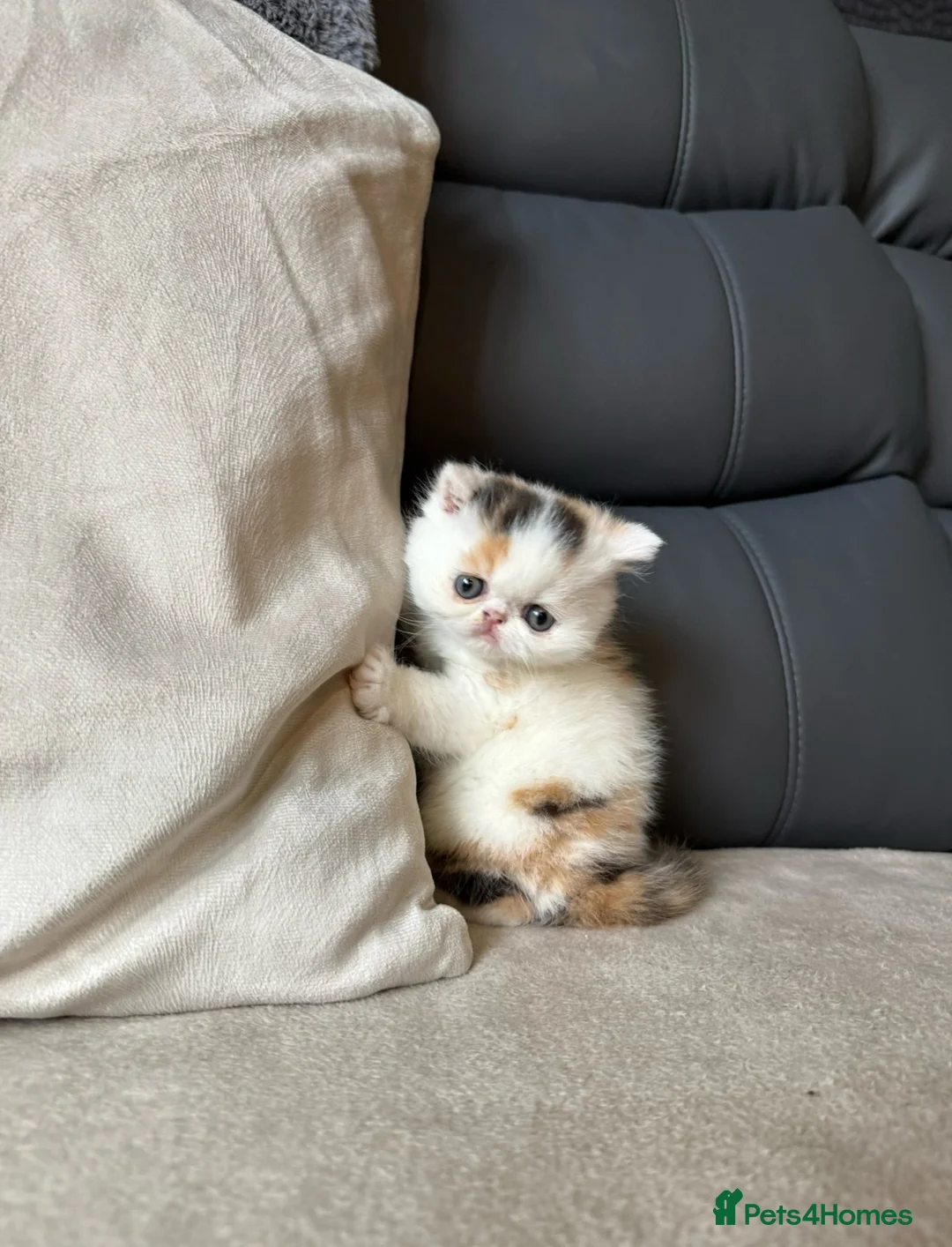 Exotic cats for sale: Two beautiful exotic shorthair babies  - Advert 16