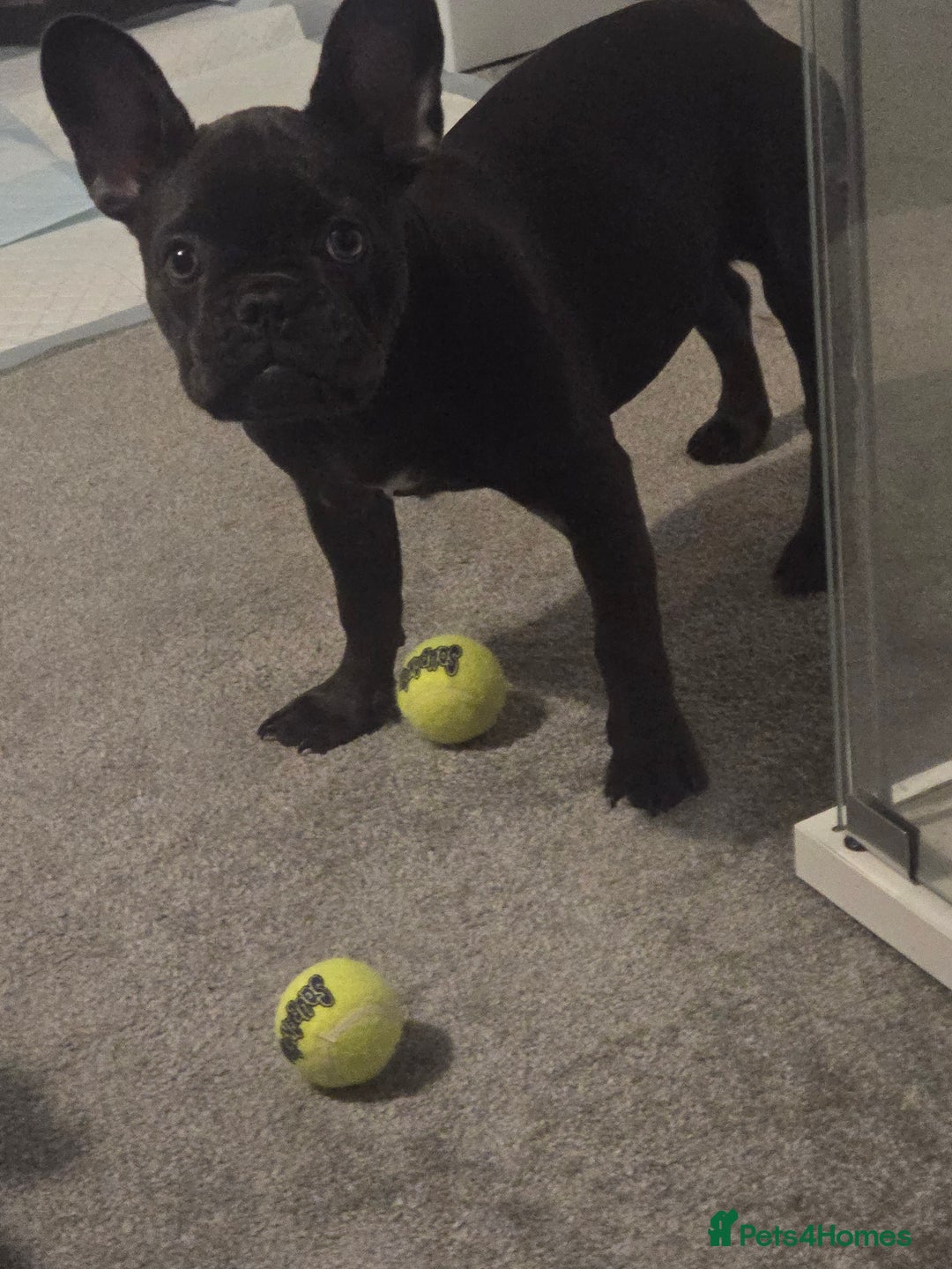 French Bulldog dogs for sale: Luna french bulldog 💖 - Image 3