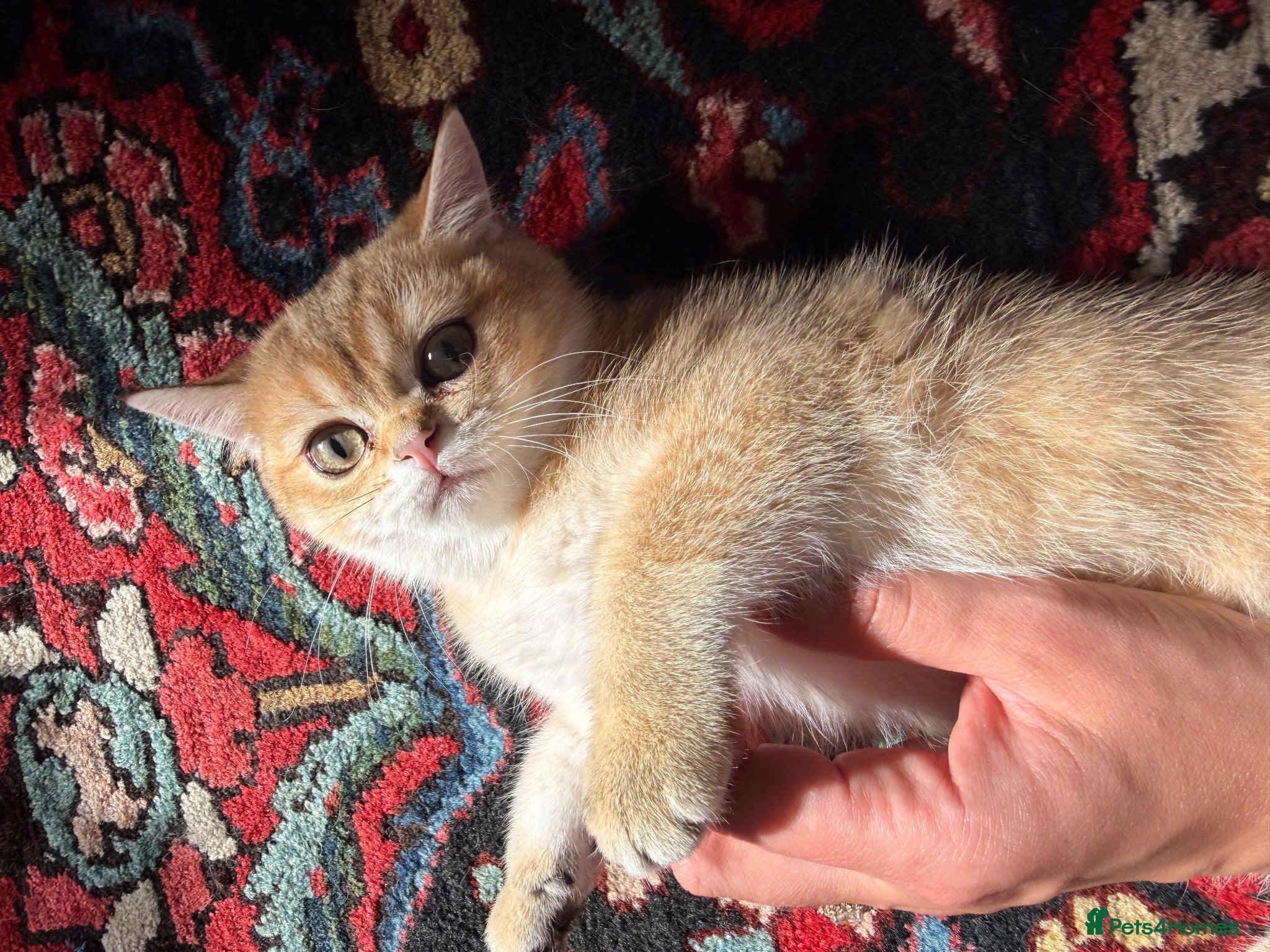 British Shorthair cats 🐾 Champion Bloodline BSH Golden Kittens 🐾 - Advert 2