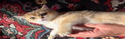British Shorthair cats for sale: 🐾 Champion Bloodline BSH Golden Kittens 🐾 - Advert 2
