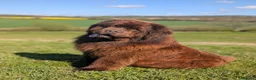 Newfoundland dogs for stud: Brown kc registered newfoundland  in Alcester - Advert 17