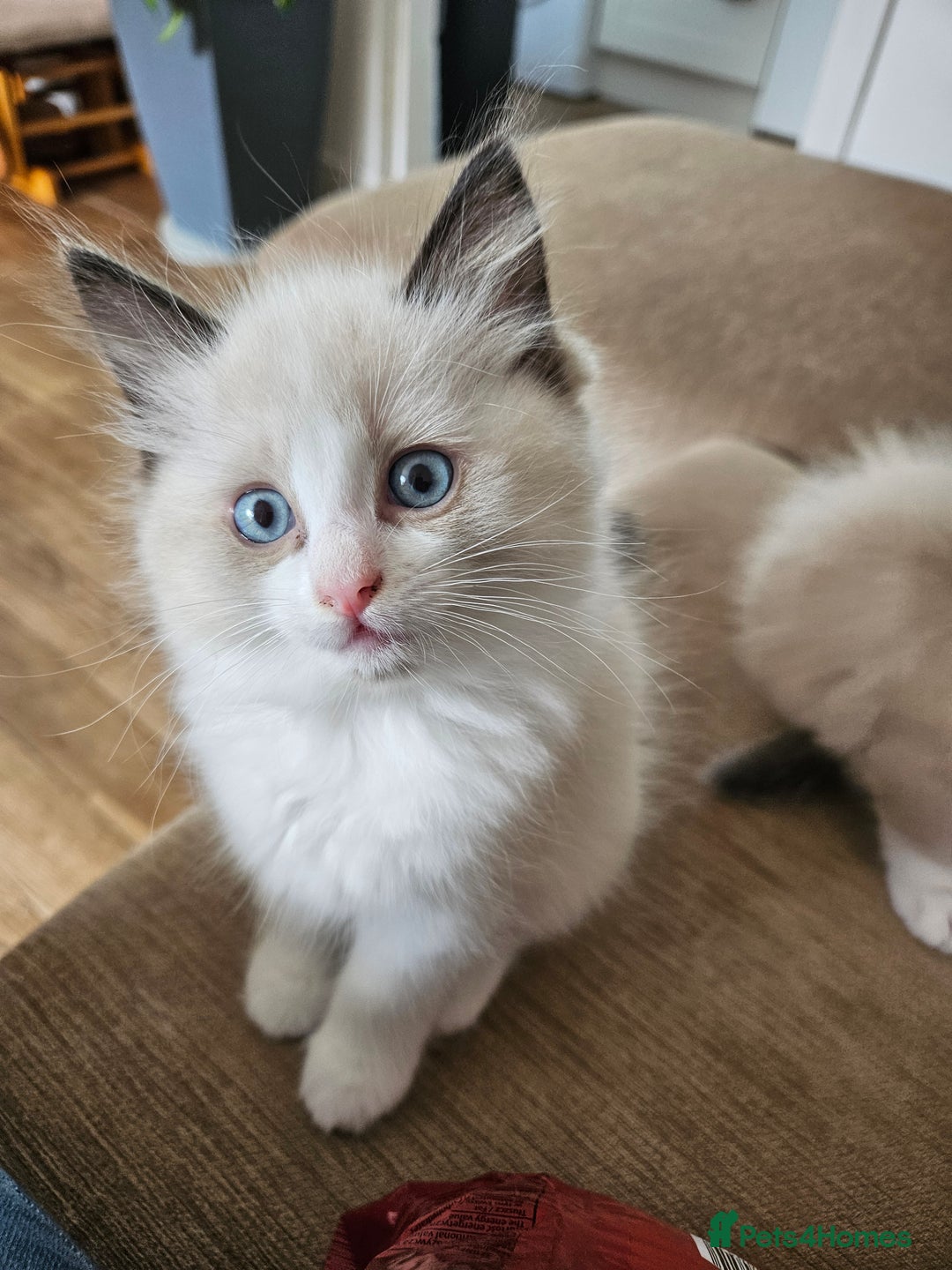 Ragdoll cats for sale:  2 little ragdoll girls for sale - Image 4