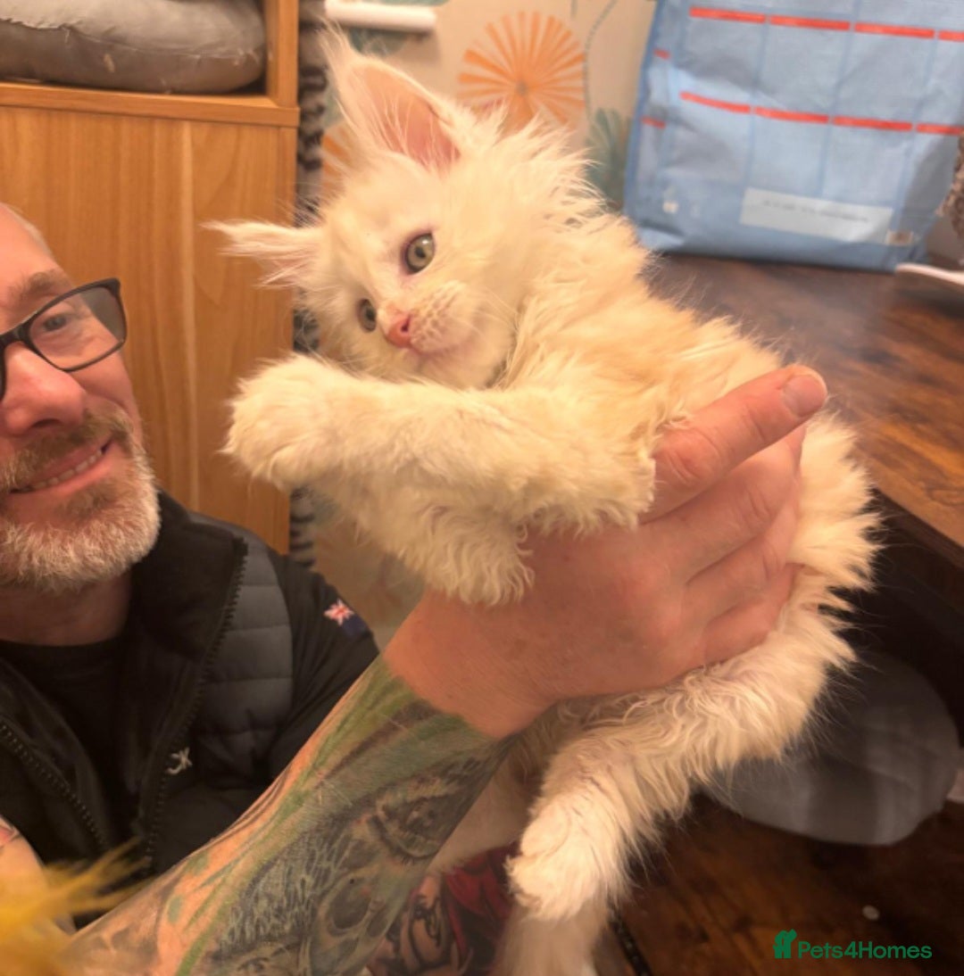 Maine Coon cats Outstanding Quality TICA reg Kittens - Advert 2