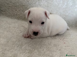 Parson Russell dogs Quality Parson Russell Terrier Male Puppies - Advert 10