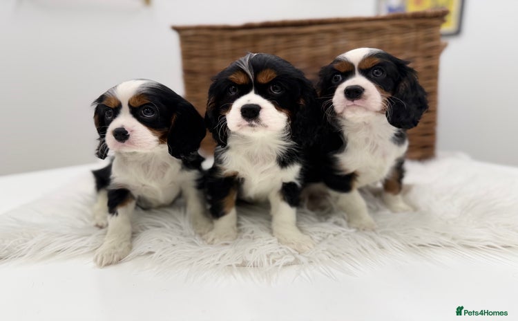 Cavalier King Charles Spaniel dogs Health tested Cavalier king charles - Advert 5