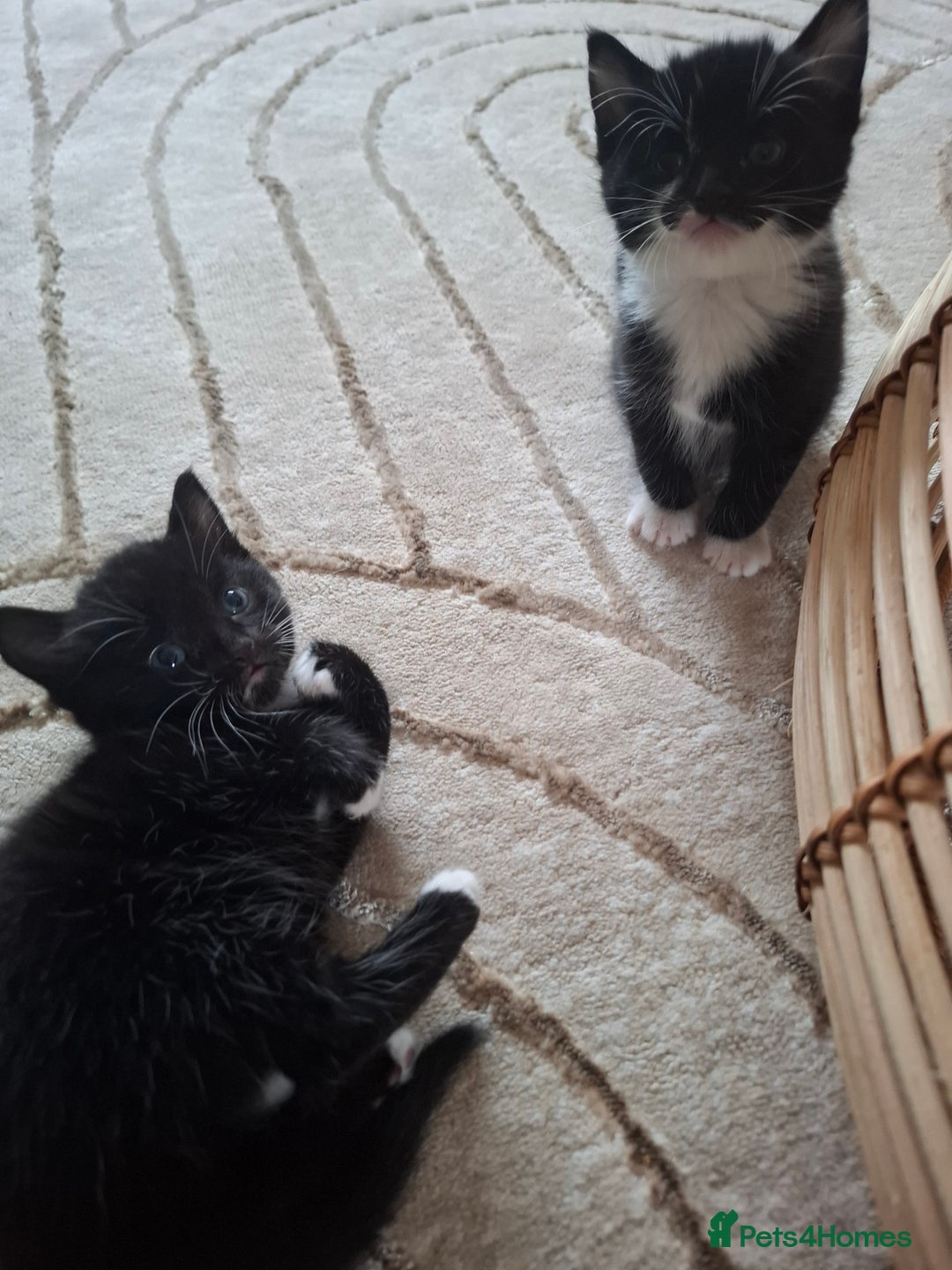 Domestic Shorthair cats for sale: 9 week old kitten - Image 3